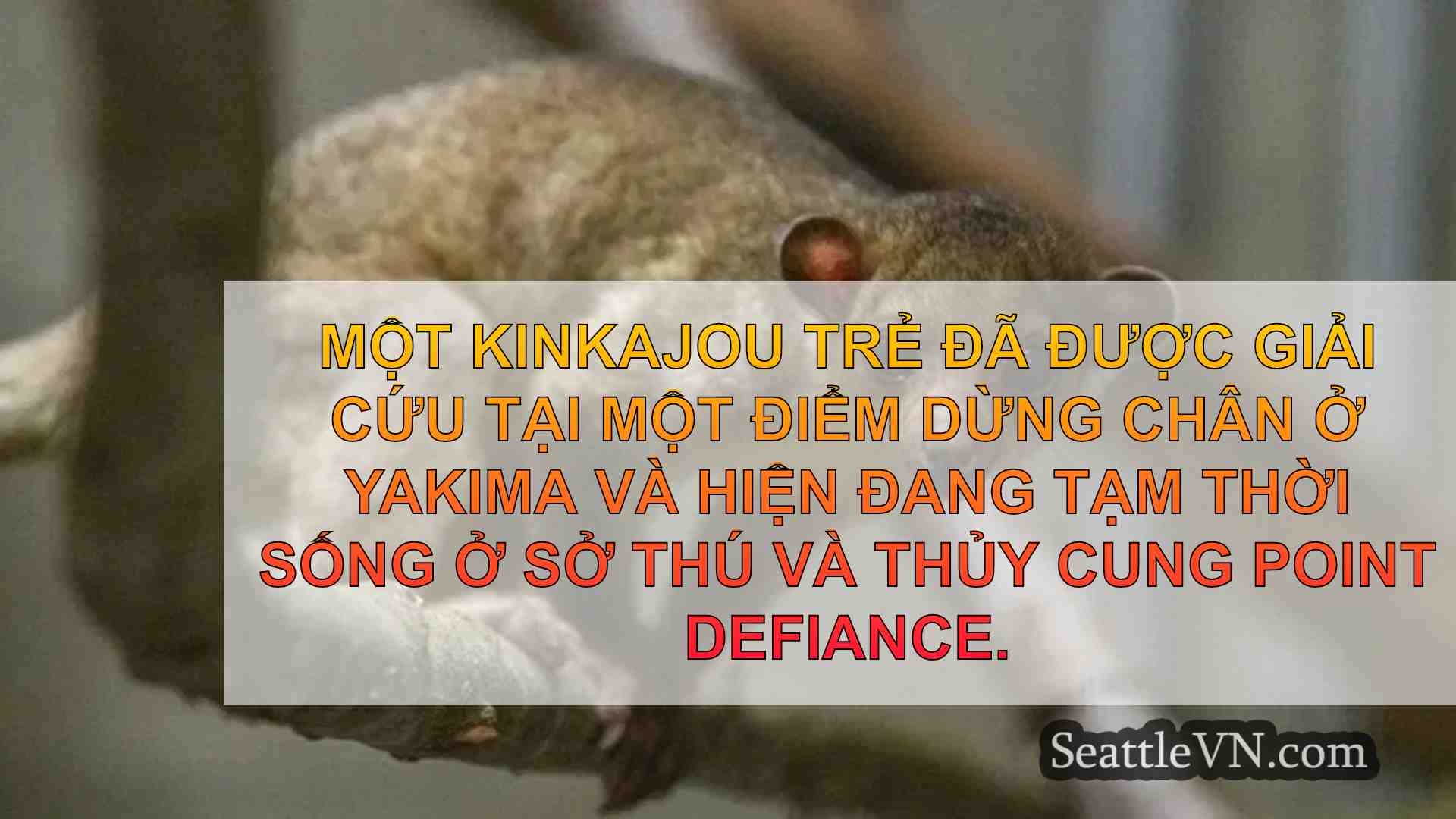 Lost Kinkajou đã được giải cứu tại điểm