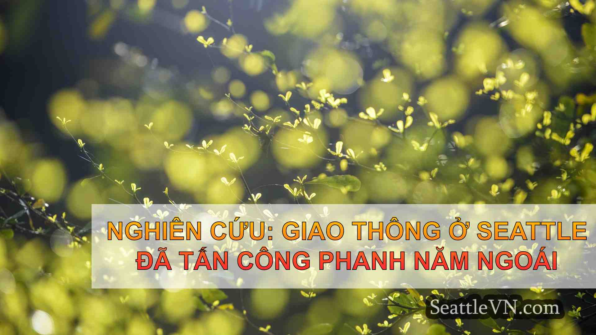 Nghiên cứu: Giao thông ở Seattle đã tấn