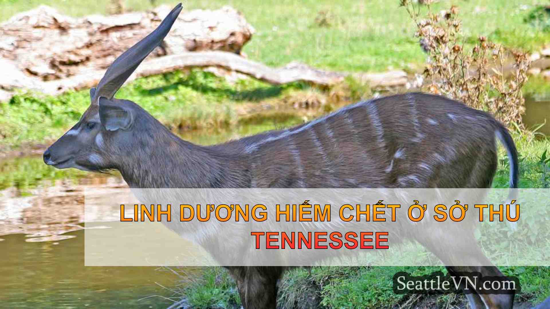 Linh dương hiếm chết ở Sở thú Tennessee