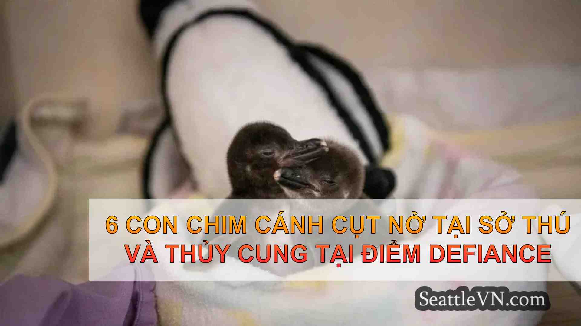 6 con chim cánh cụt nở tại Sở thú