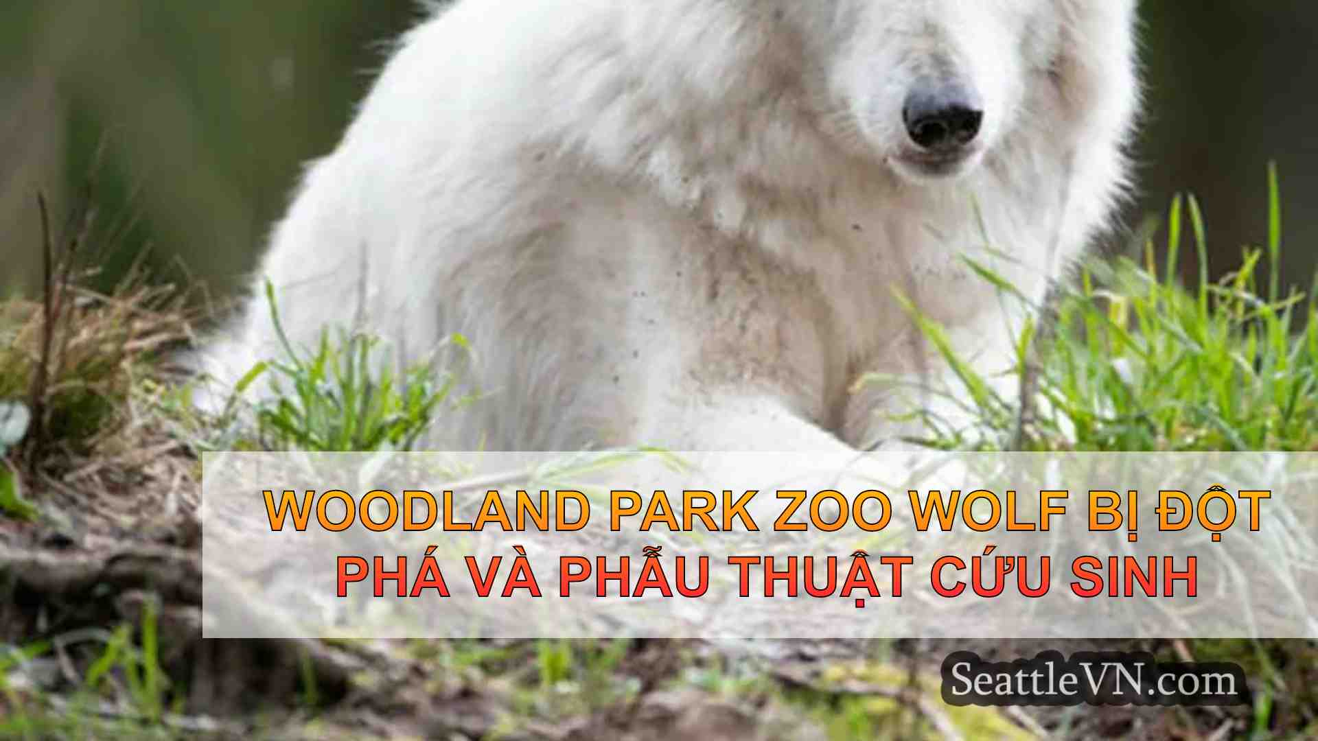 Woodland Park Zoo Wolf bị đột phá và