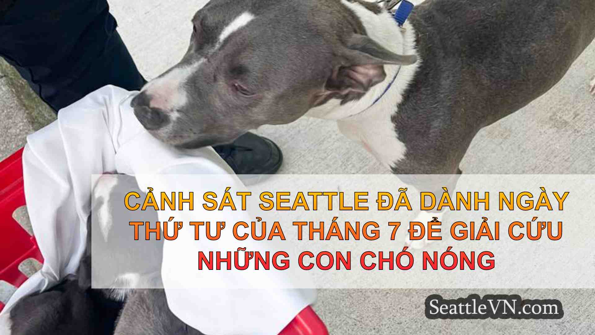 tin tức seattle SeattleVN