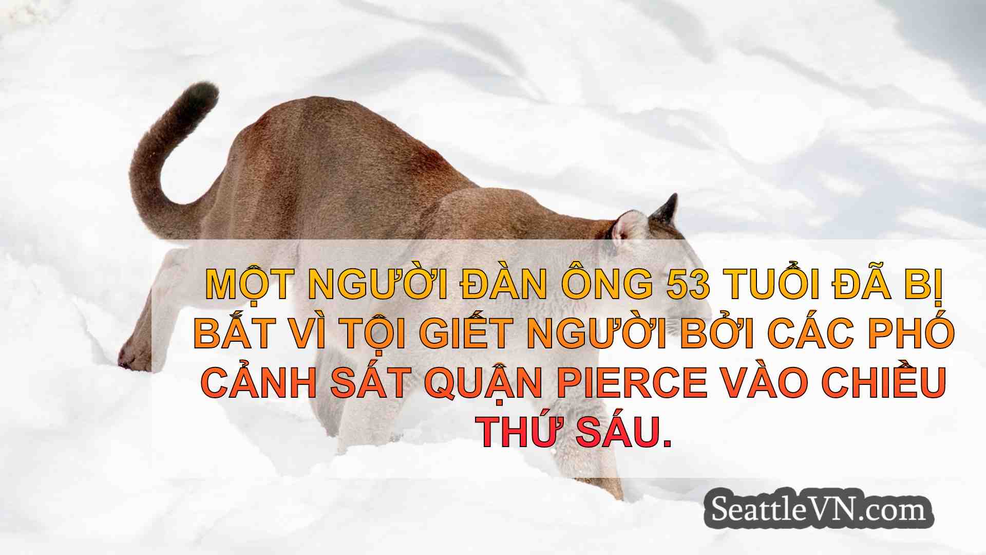 tin tức seattle SeattleVN