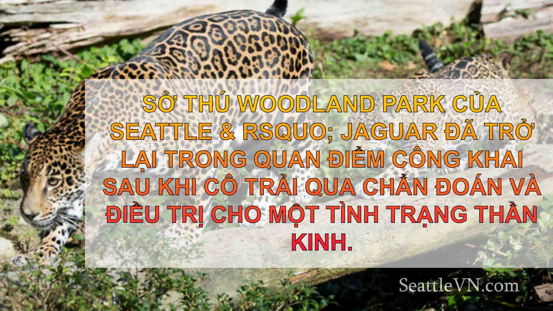tin tức seattle SeattleVN