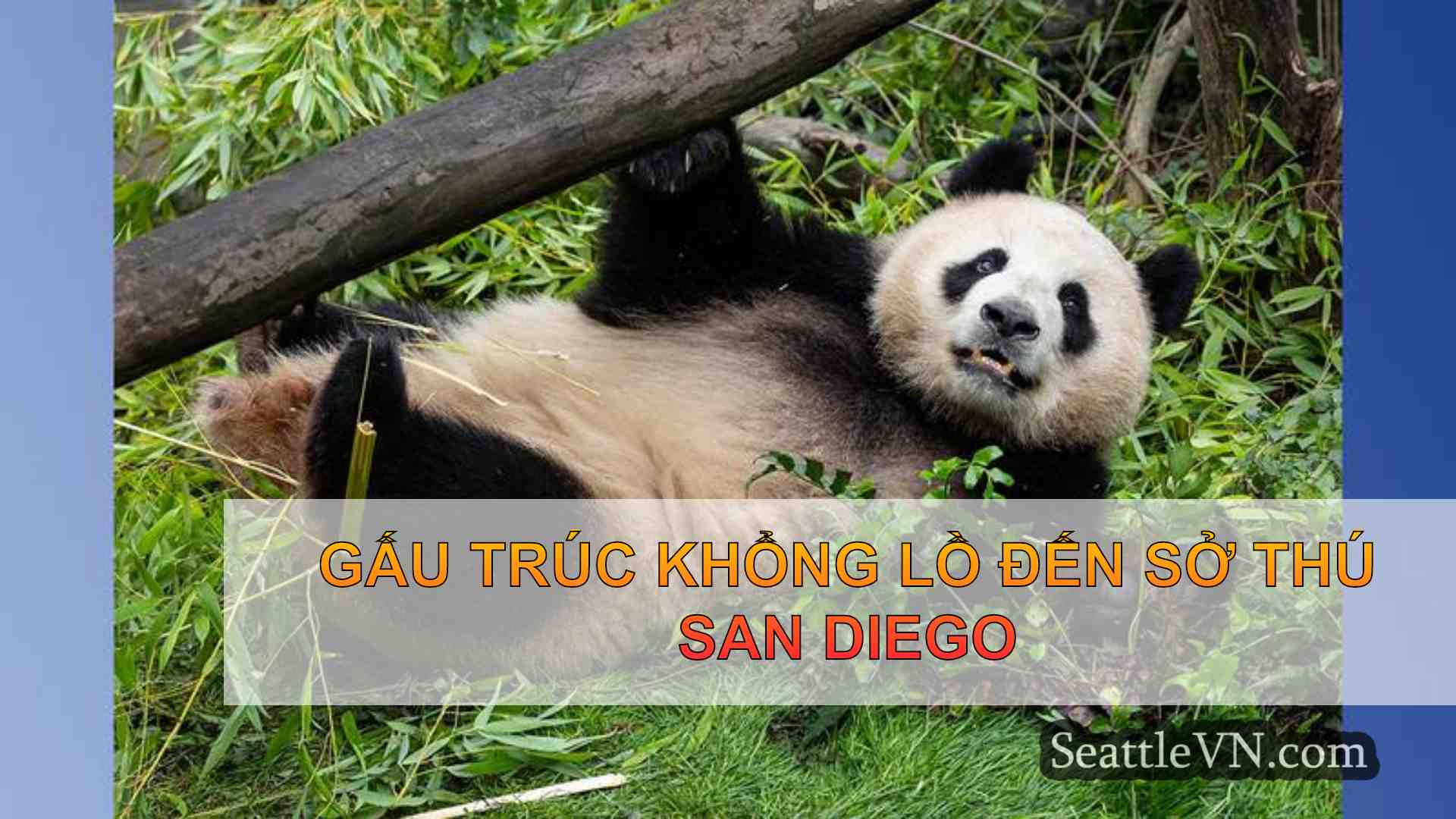 Gấu trúc khổng lồ đến Sở thú San Diego