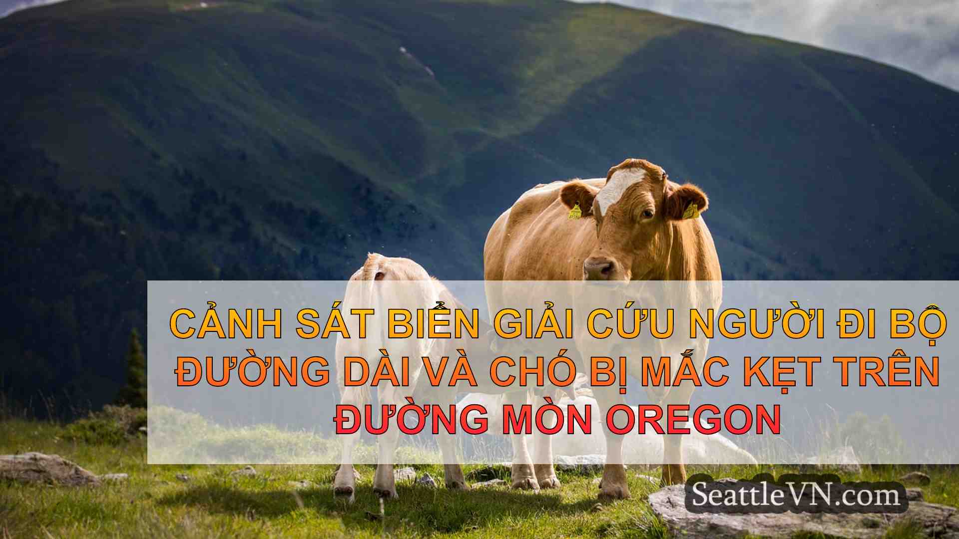 tin tức seattle SeattleVN