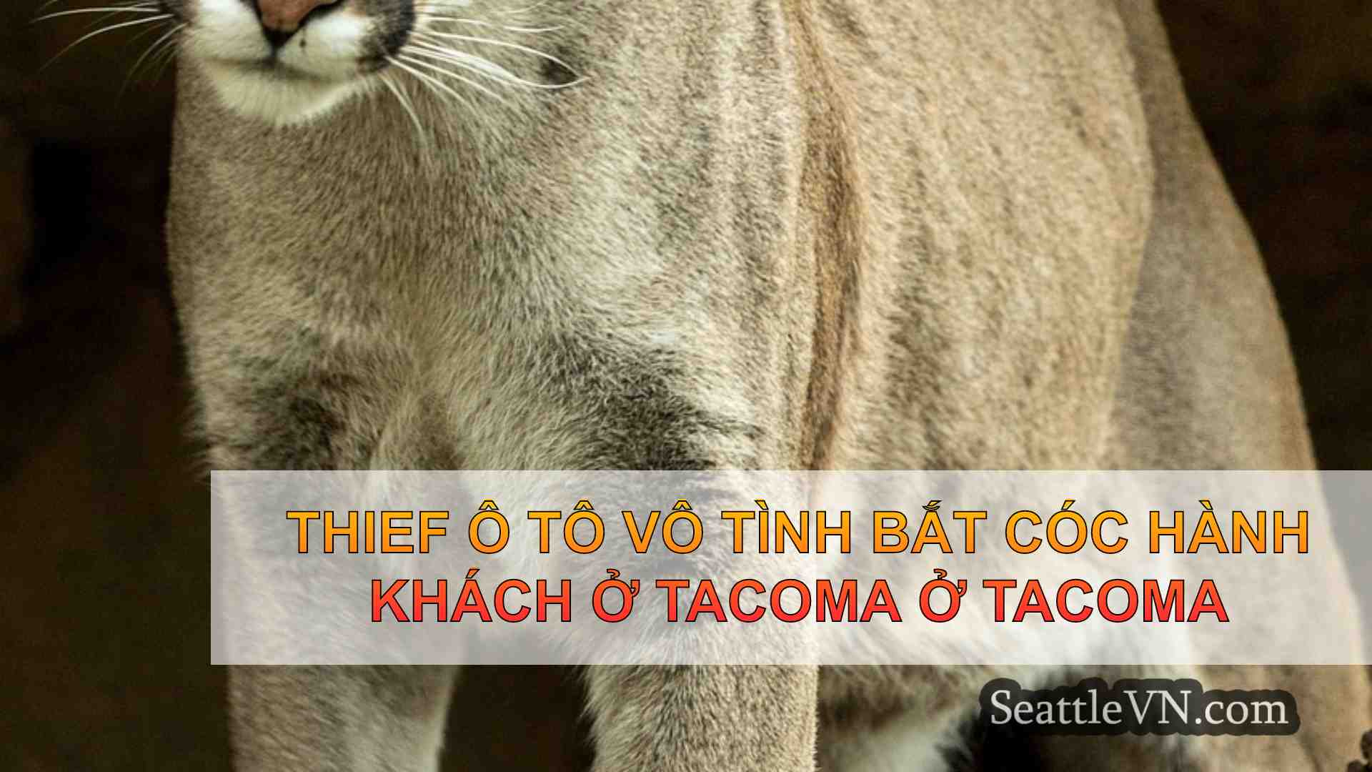 tin tức seattle SeattleVN