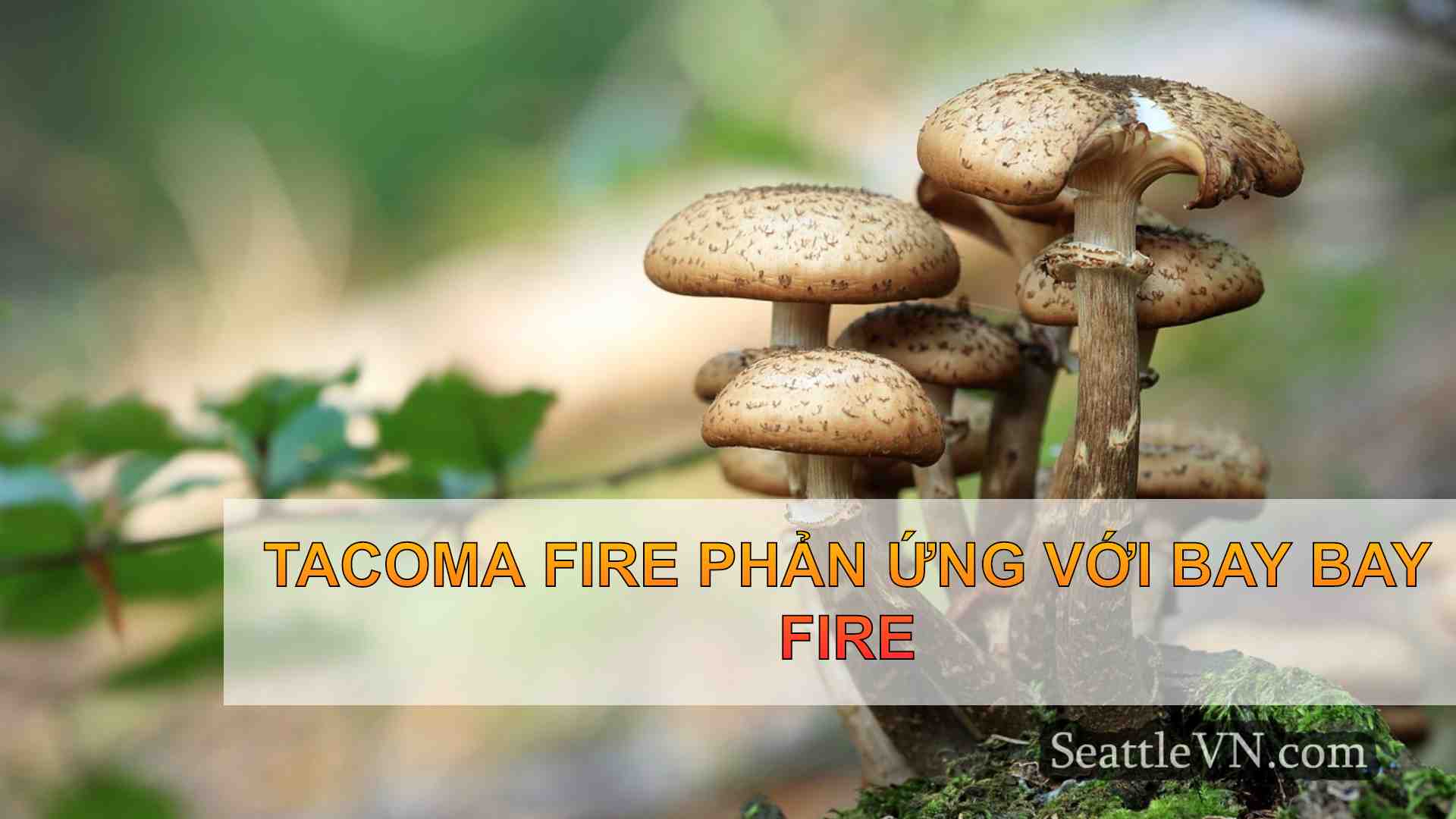 tin tức seattle SeattleVN
