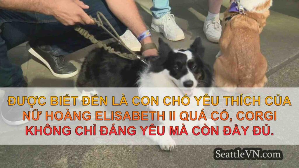 Corgis để đua tại Emerald Downs với tư