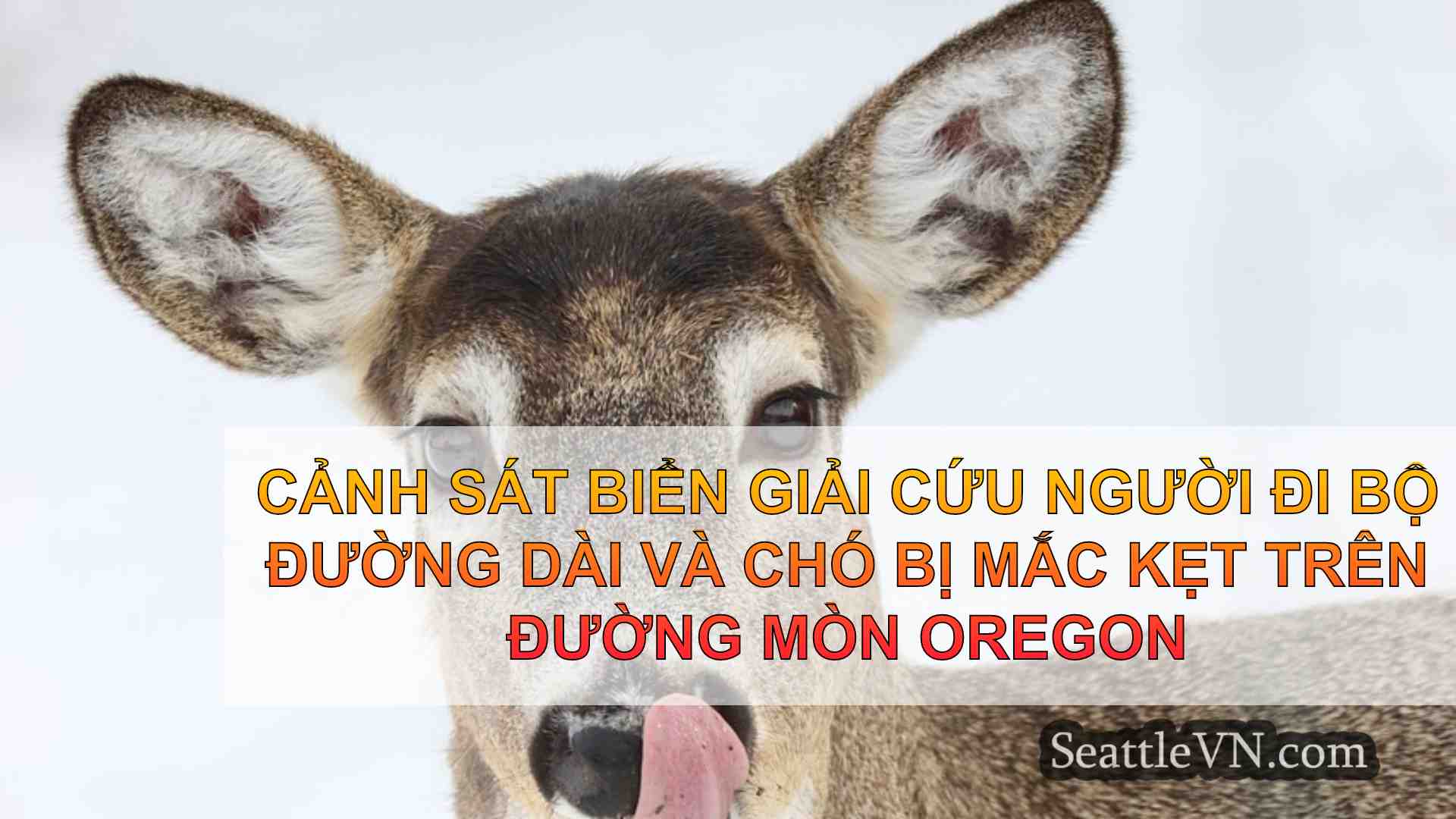 tin tức seattle SeattleVN