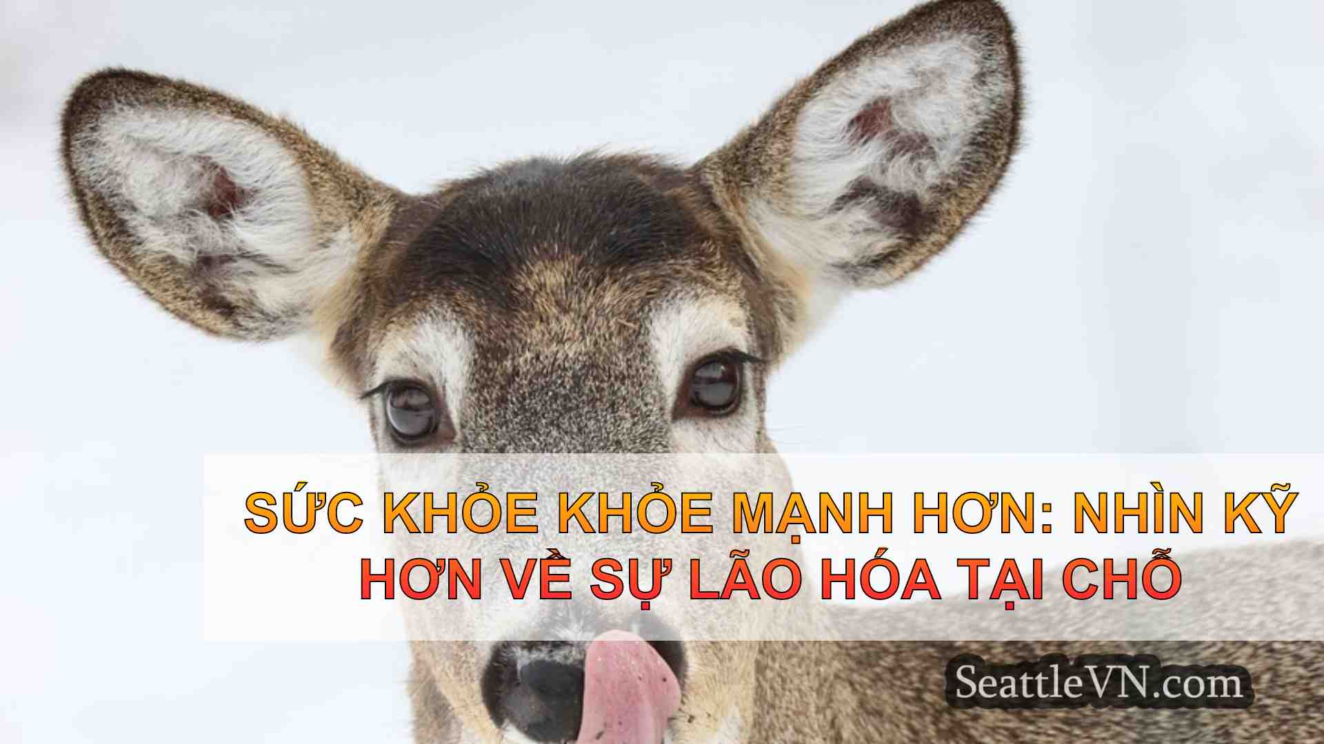 tin tức seattle SeattleVN