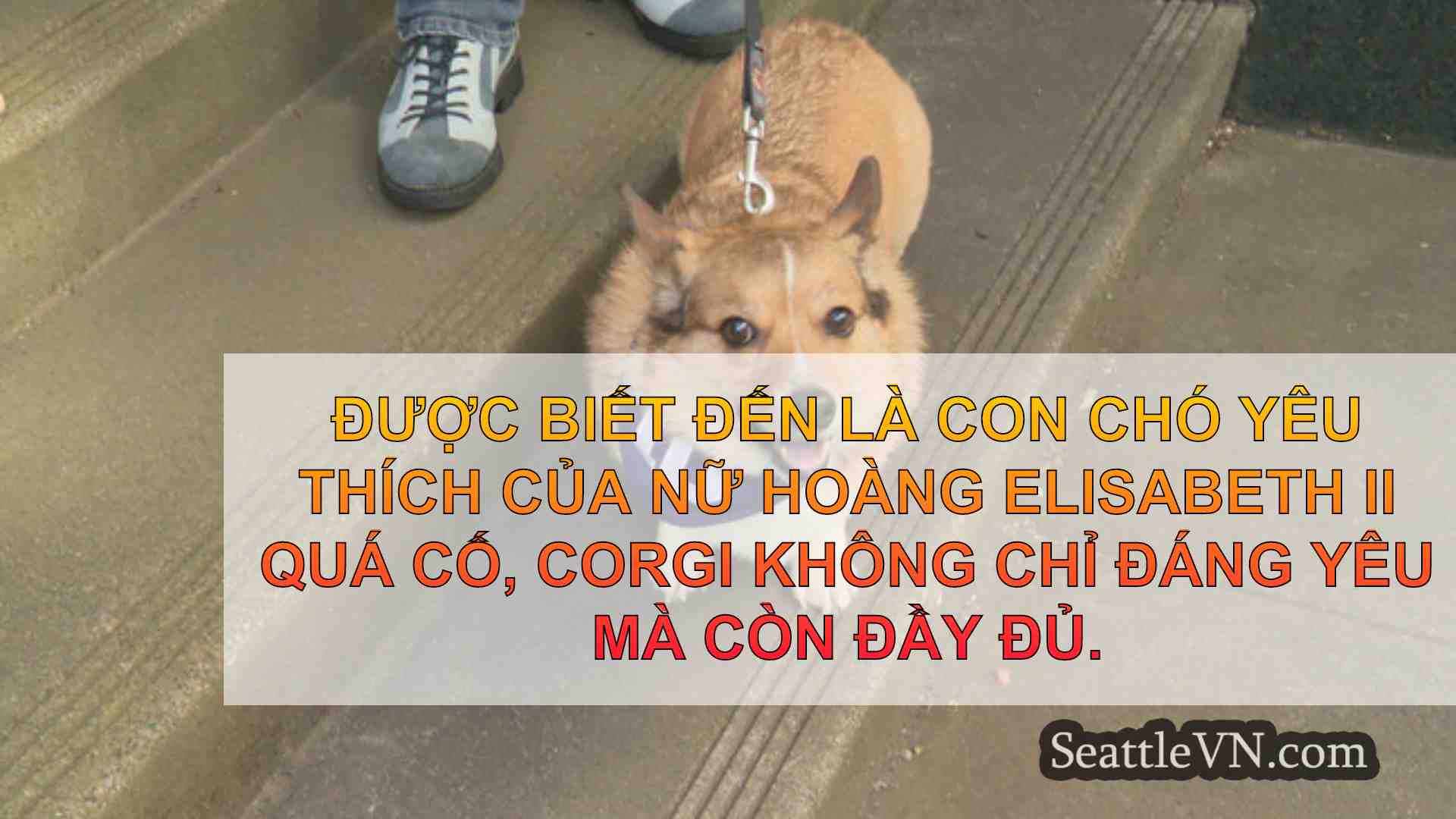 tin tức seattle SeattleVN