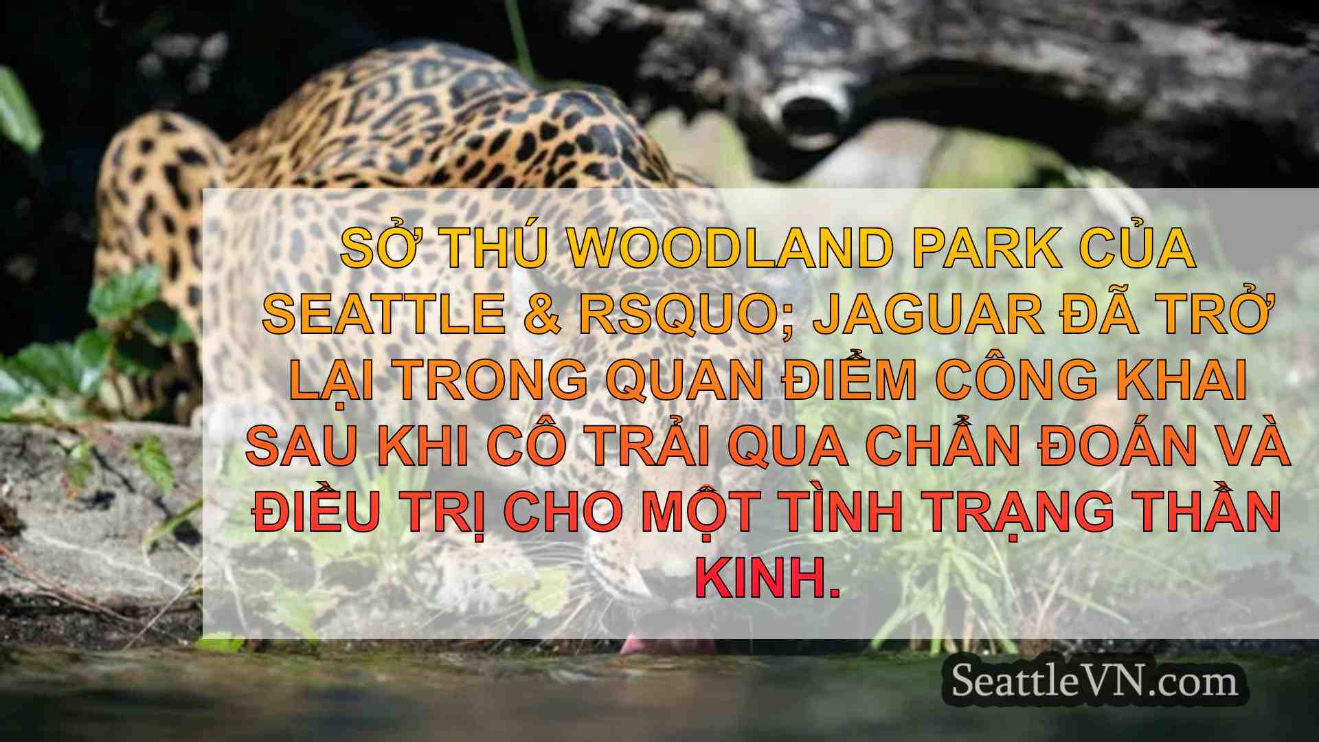 Jaguar của Woodland Park Sở thú trở lại