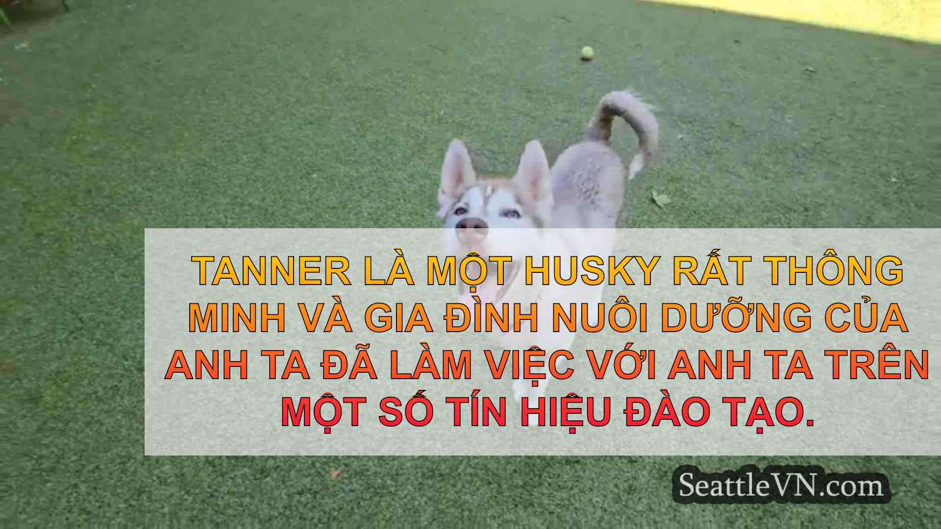 tin tức seattle SeattleVN