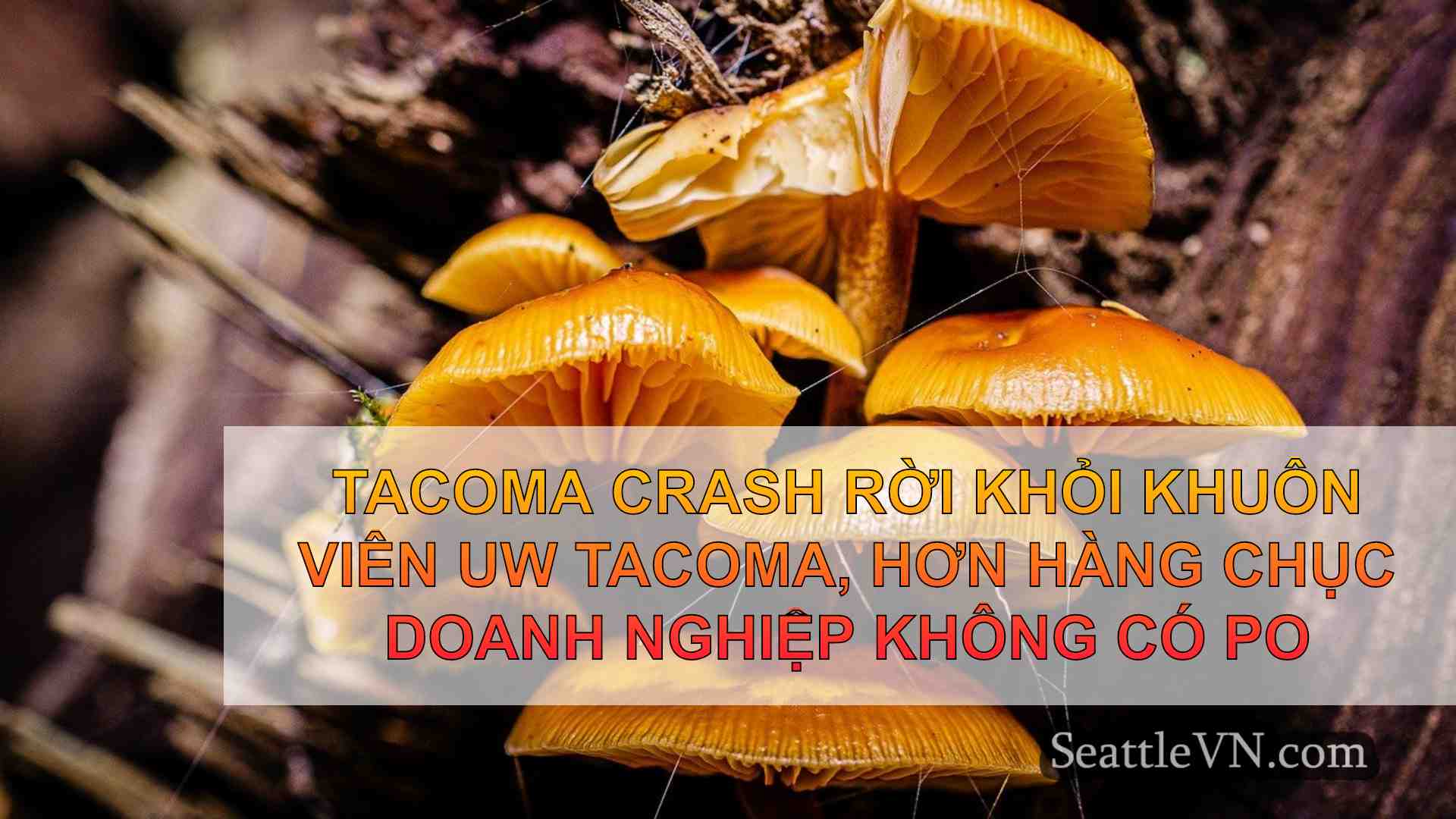 tin tức seattle SeattleVN