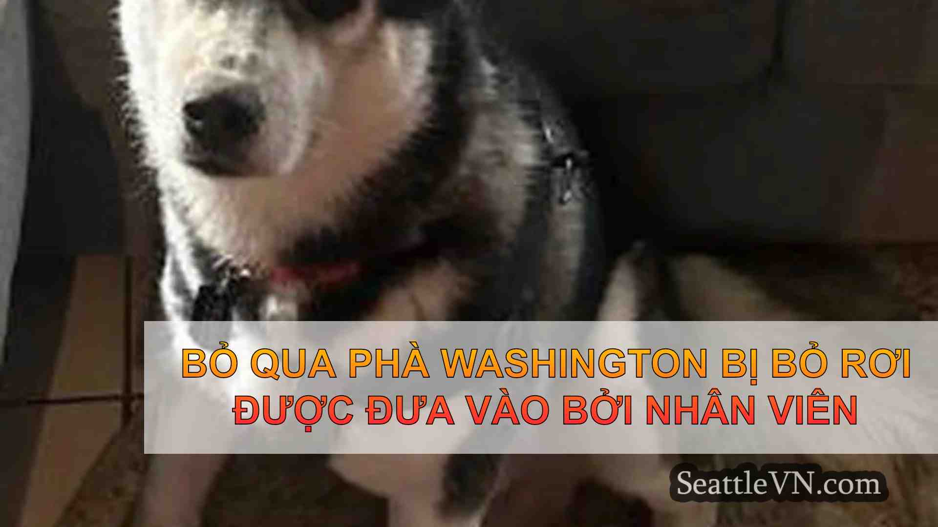 tin tức seattle SeattleVN