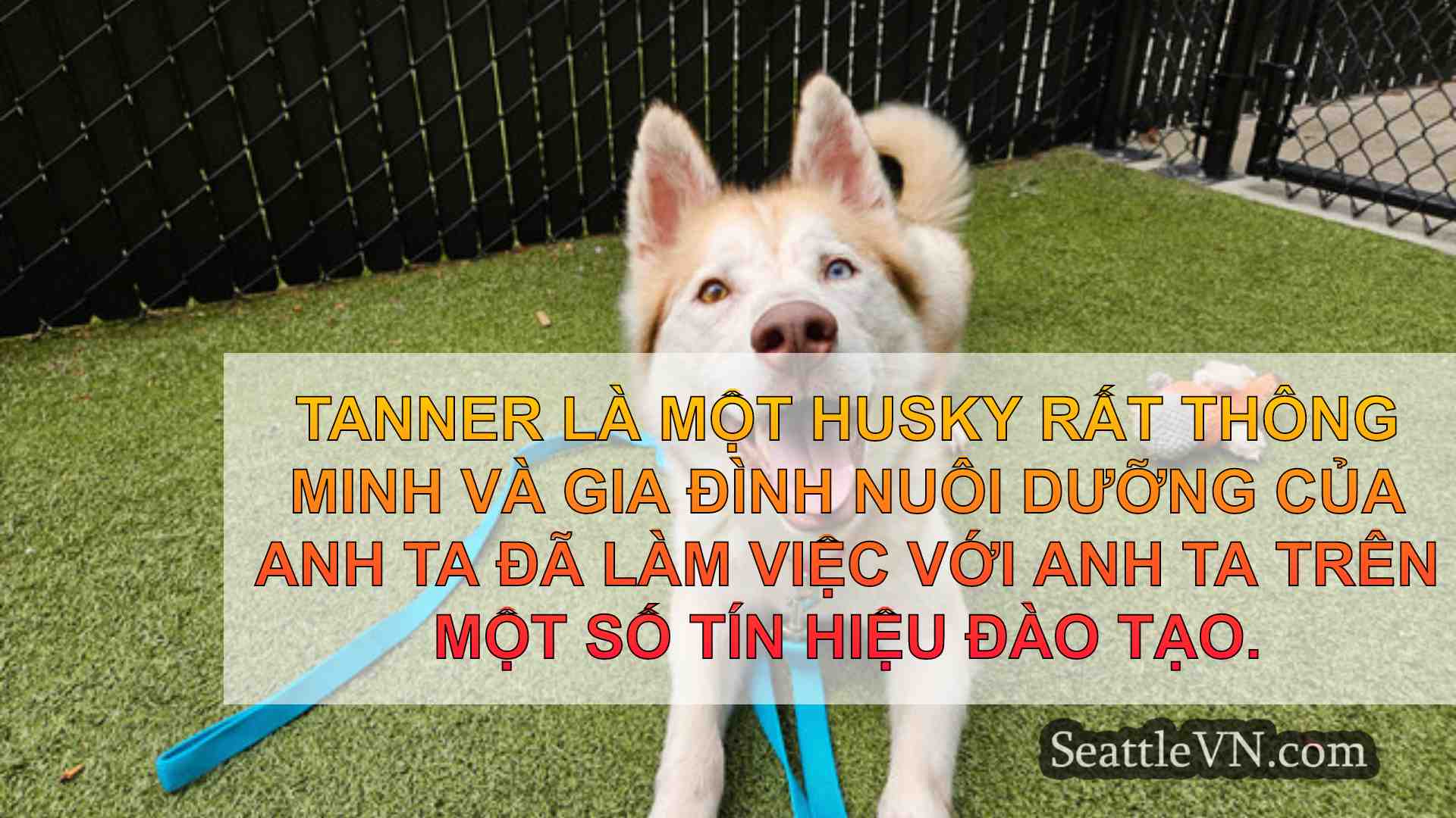 tin tức seattle SeattleVN