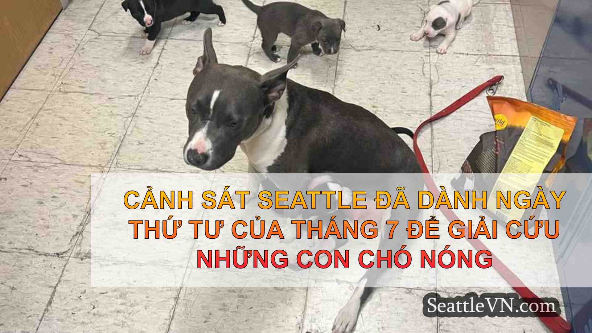 tin tức seattle SeattleVN