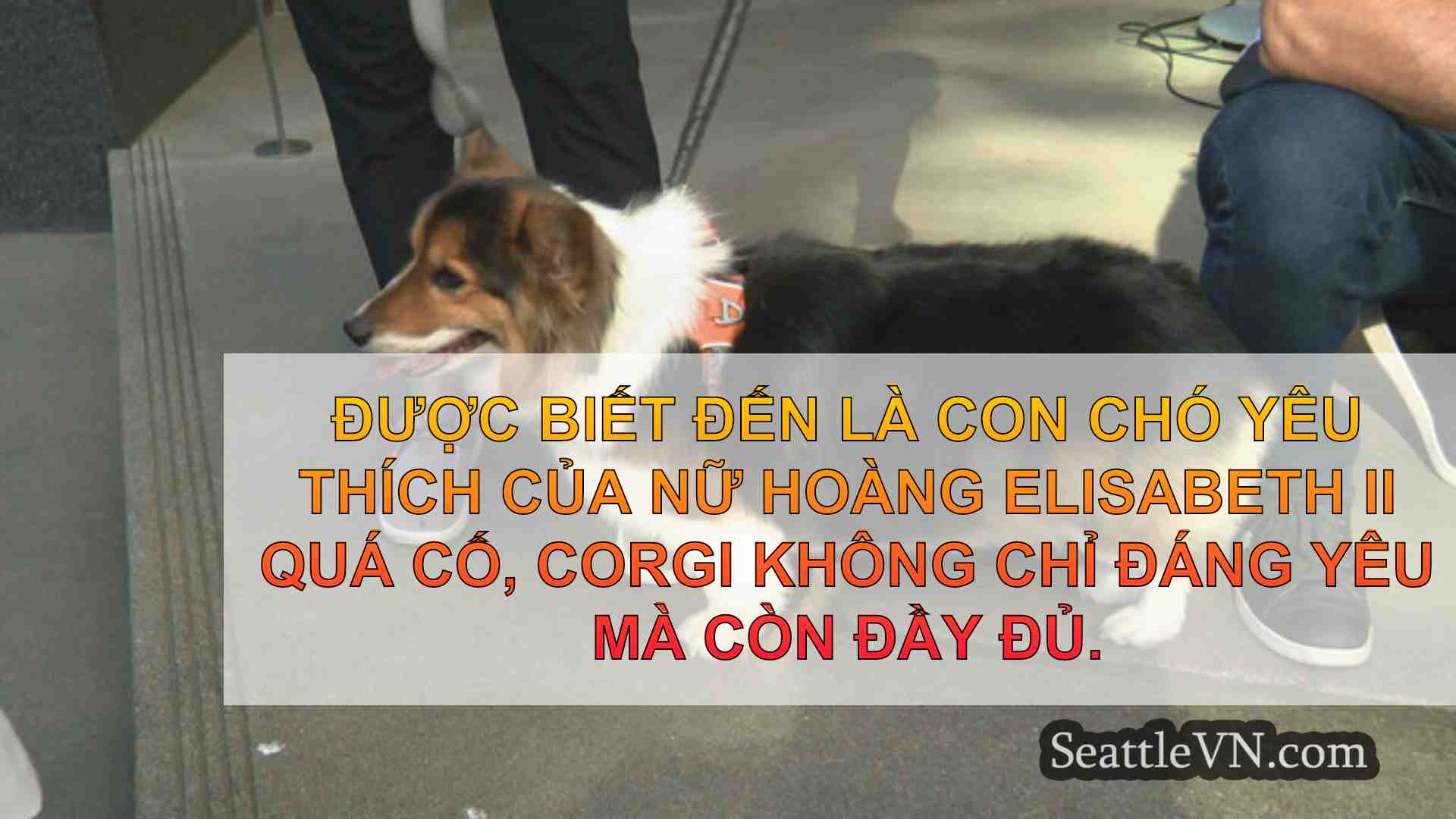 tin tức seattle SeattleVN