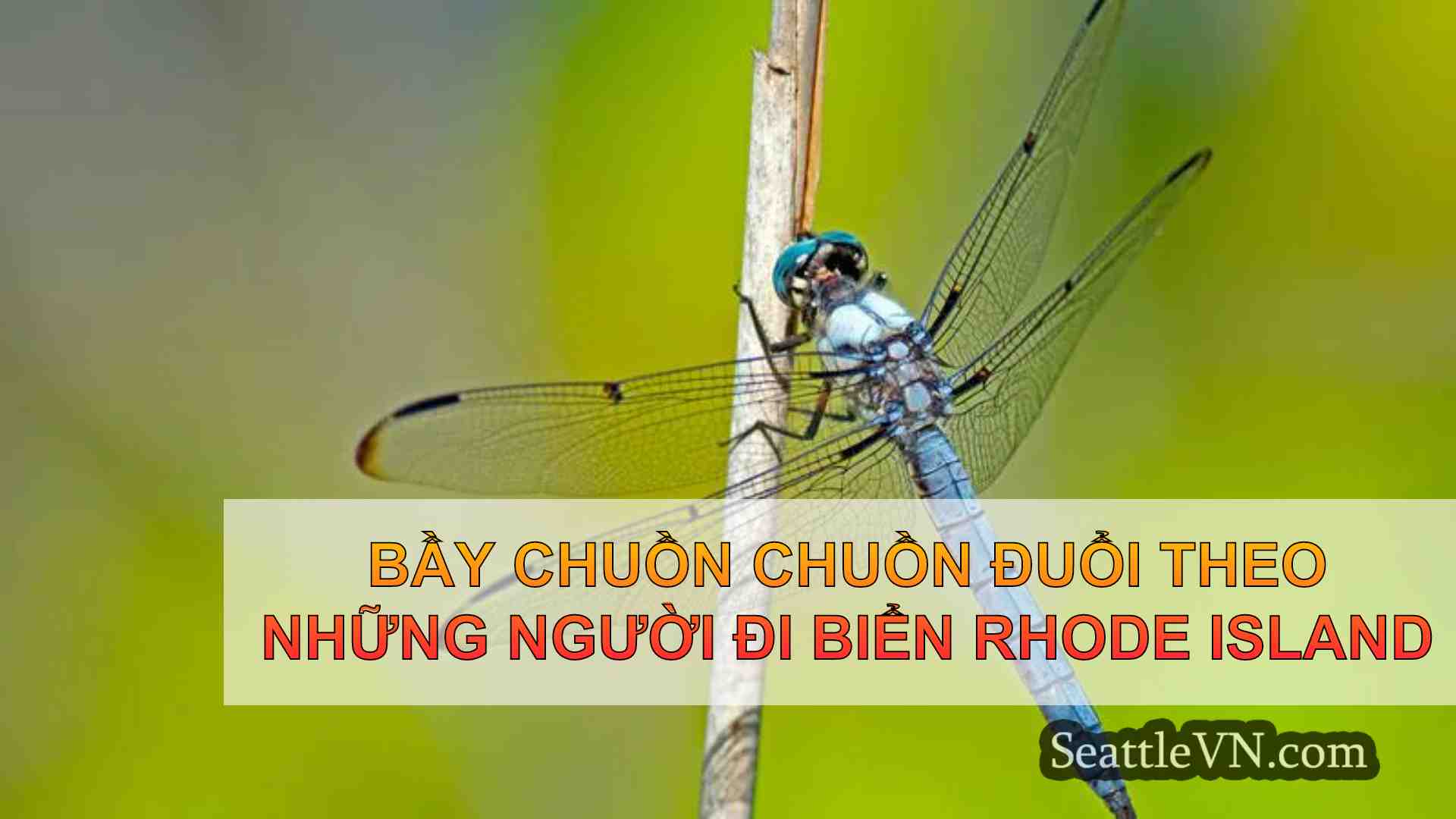 Bầy chuồn chuồn đuổi theo những người