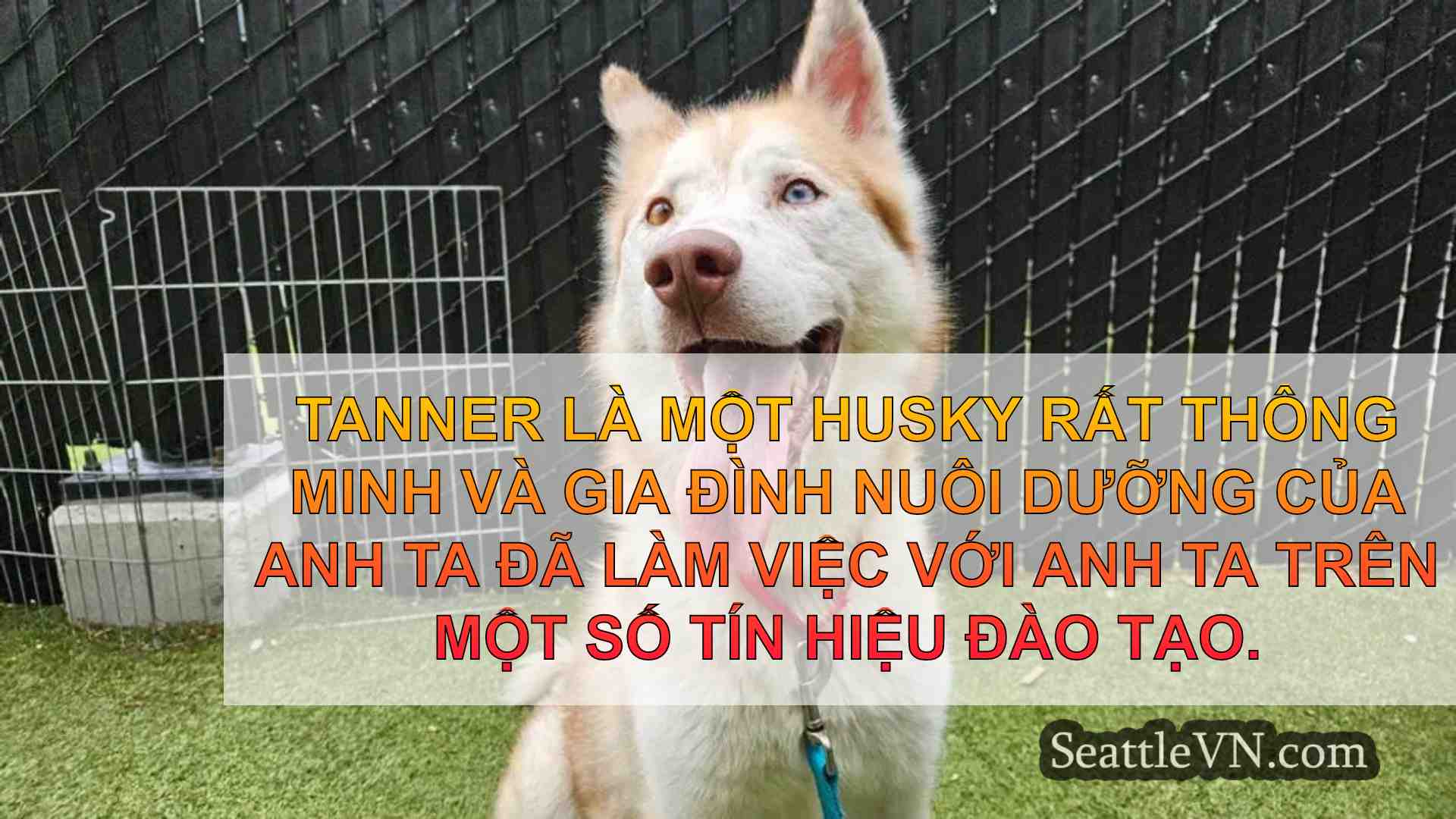 Pet of the Week