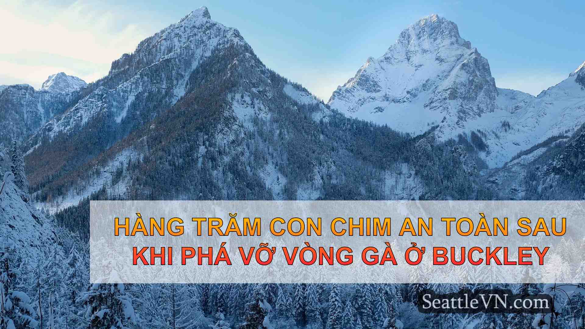 Hàng trăm con chim an toàn sau khi phá