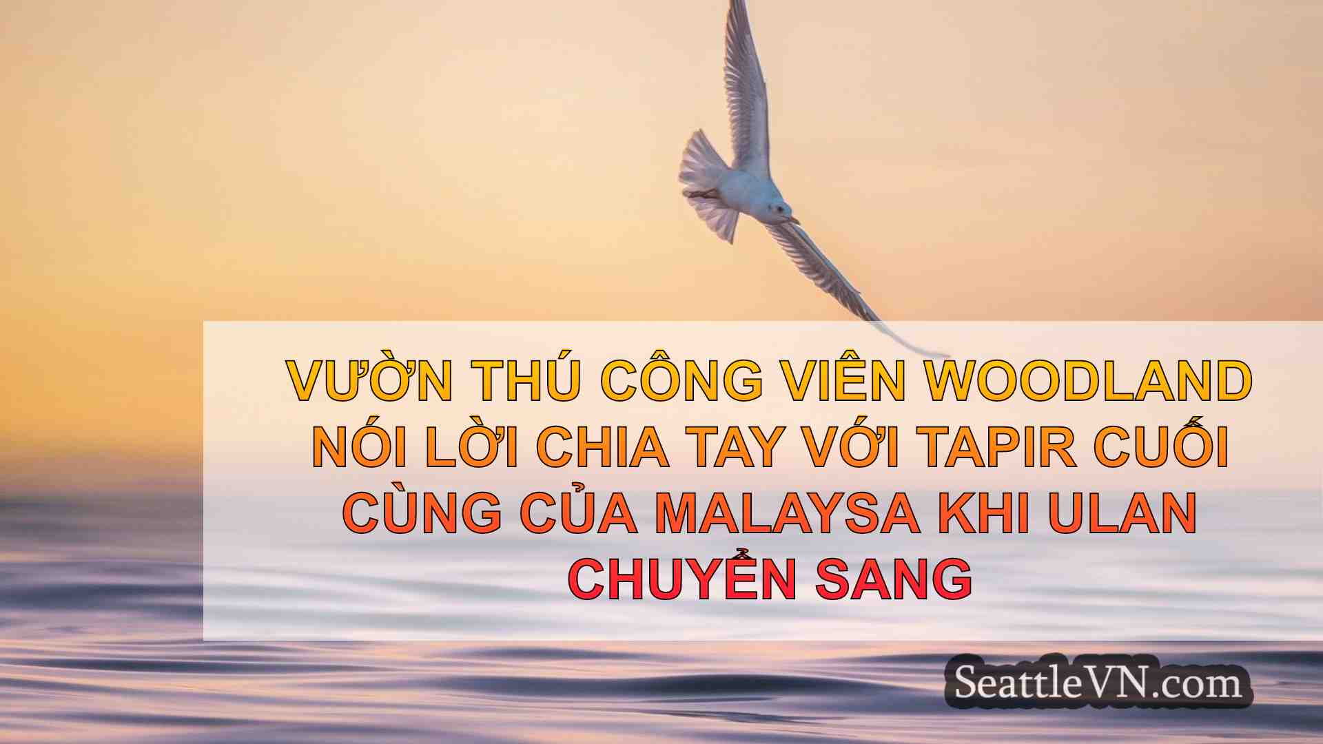 tin tức seattle SeattleVN