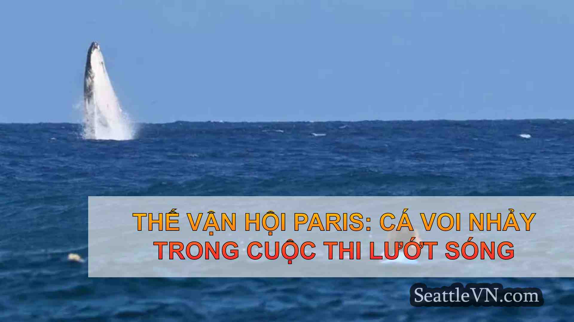 Thế vận hội Paris: Cá voi nhảy trong