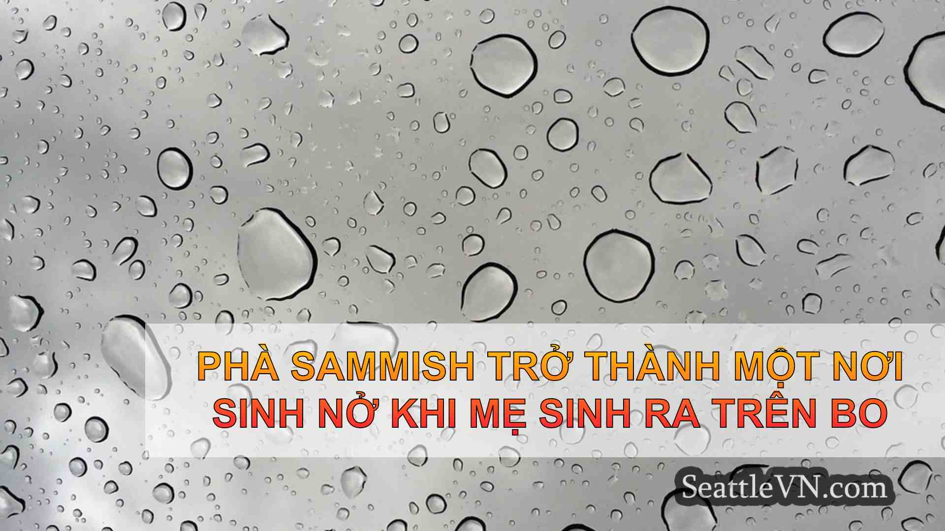 tin tức seattle SeattleVN