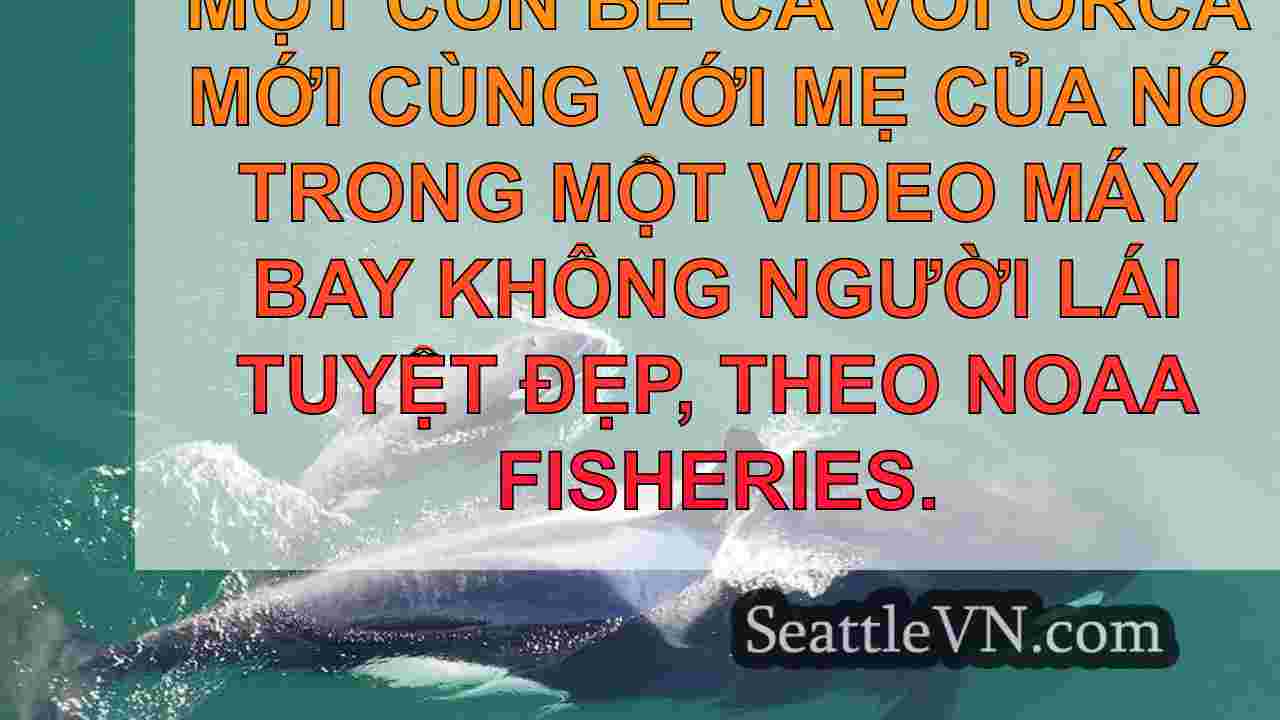 Cư dân miền Nam mới Orca Calf được nhìn