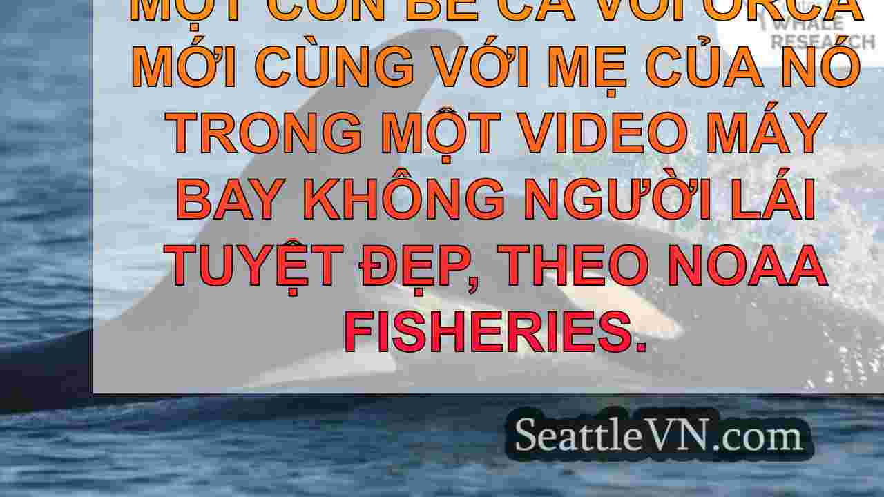 tin tức seattle SeattleVN