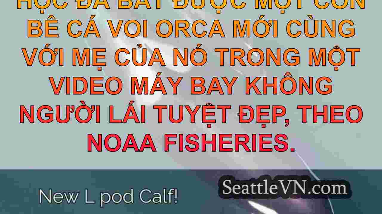 tin tức seattle SeattleVN