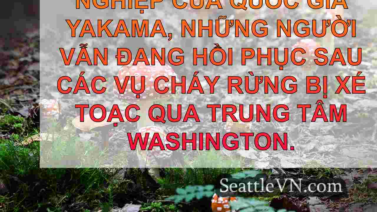 tin tức seattle SeattleVN
