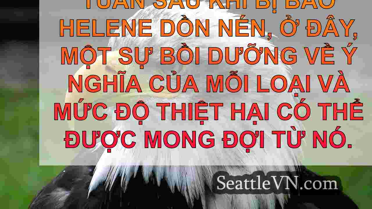 tin tức seattle SeattleVN