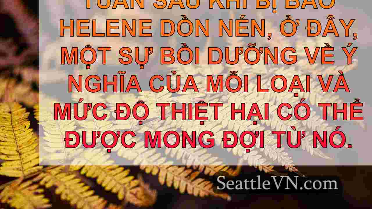 tin tức seattle SeattleVN