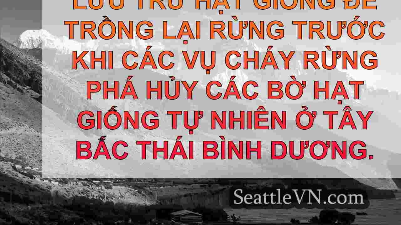 tin tức seattle SeattleVN