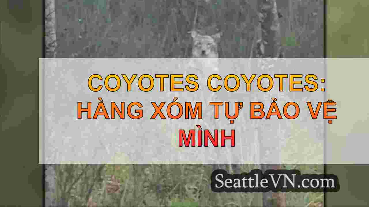 COYOTES COYOTES: Hàng xóm tự bảo vệ mình