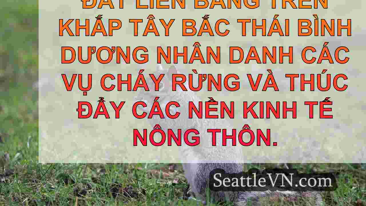 tin tức seattle SeattleVN