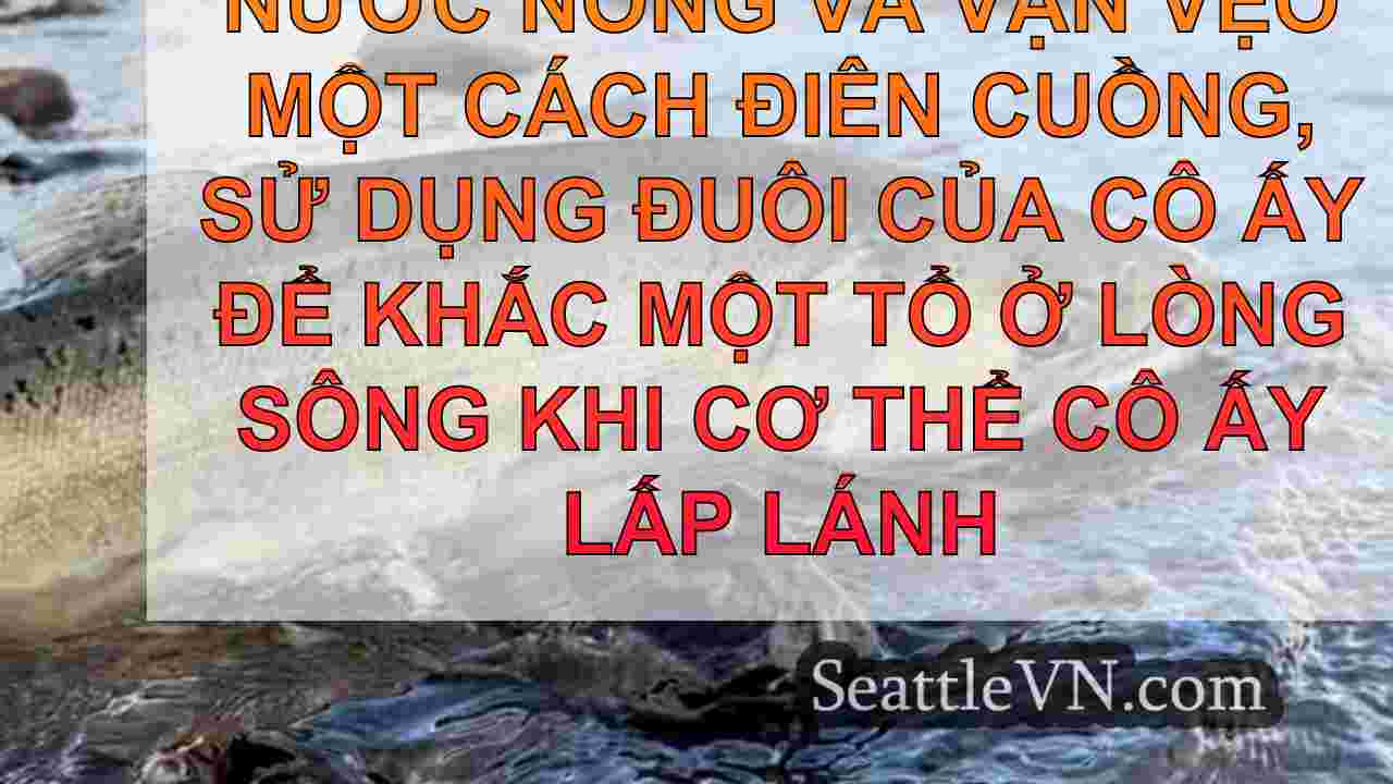 Cá hồi trở lại để đẻ trứng trong môi