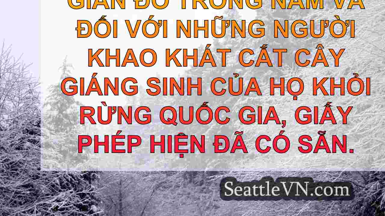 Giấy phép Cây Giáng sinh hiện có sẵn từ