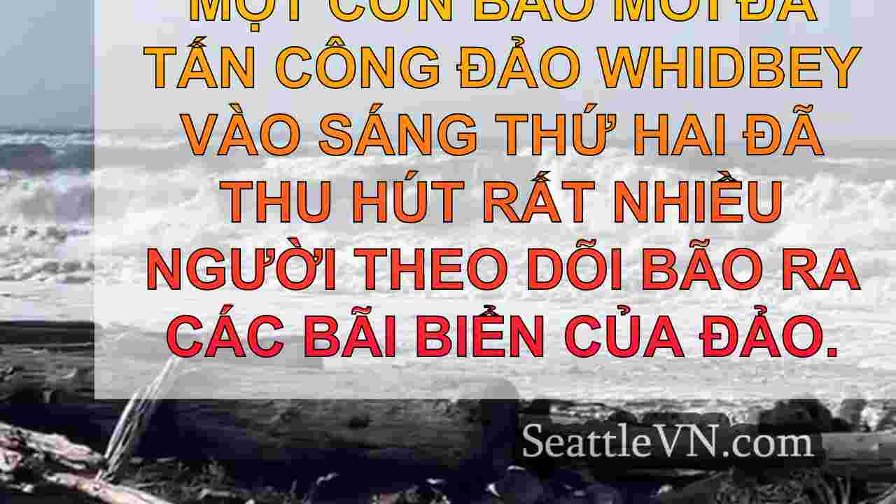 Bão đảo Whidbey thu hút những người tìm