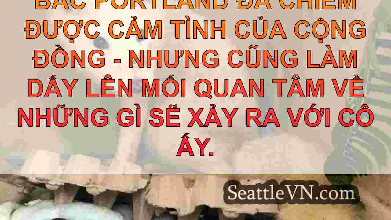 tin tức seattle SeattleVN