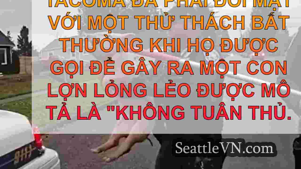 Cảnh sát Tacoma bắt lợn khó nắm bắt sau