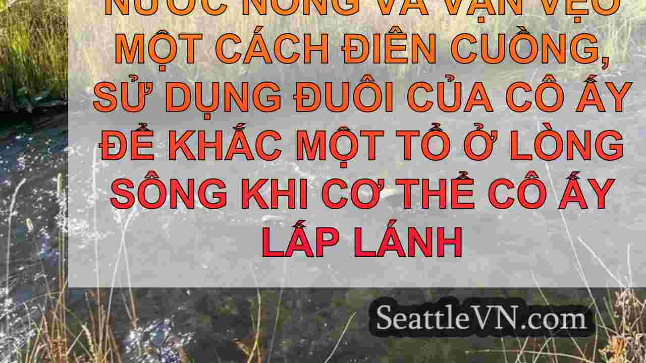 tin tức seattle SeattleVN