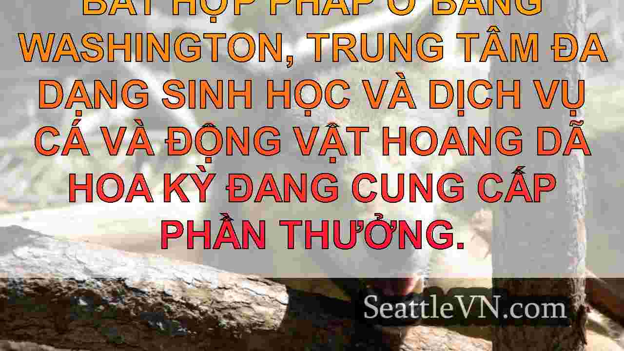 Những con sói đang bị đe dọa luộc ở