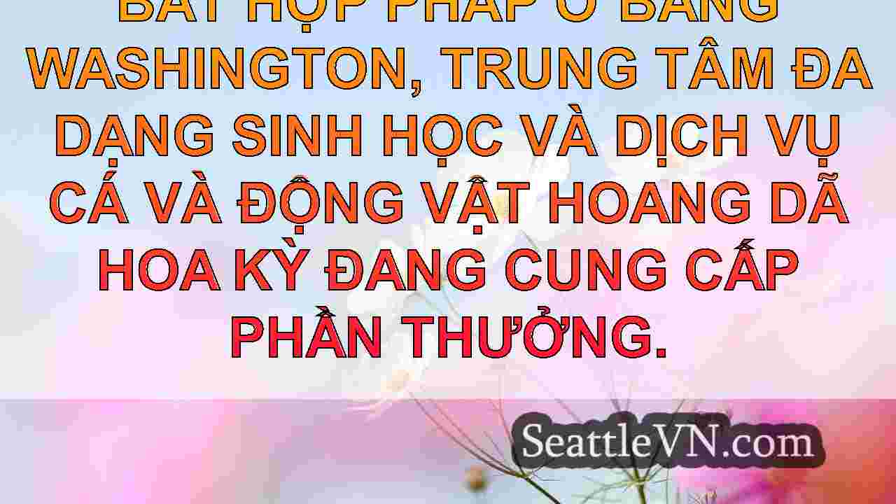 tin tức seattle SeattleVN