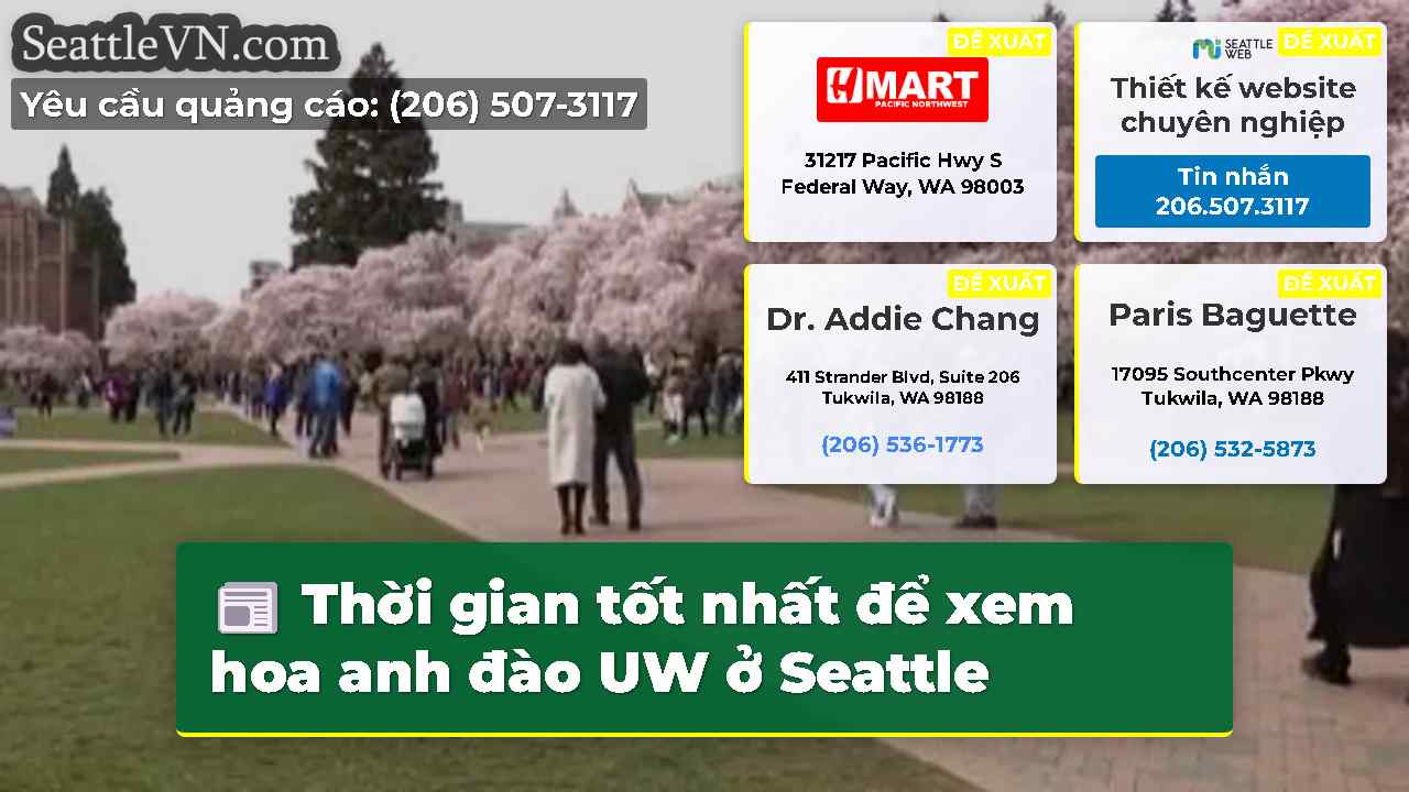 Thời gian tốt nhất để xem hoa anh đào UW ở Seattle