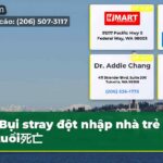 Bụi stray đột nhập nhà trẻ em 18 tuổi死亡