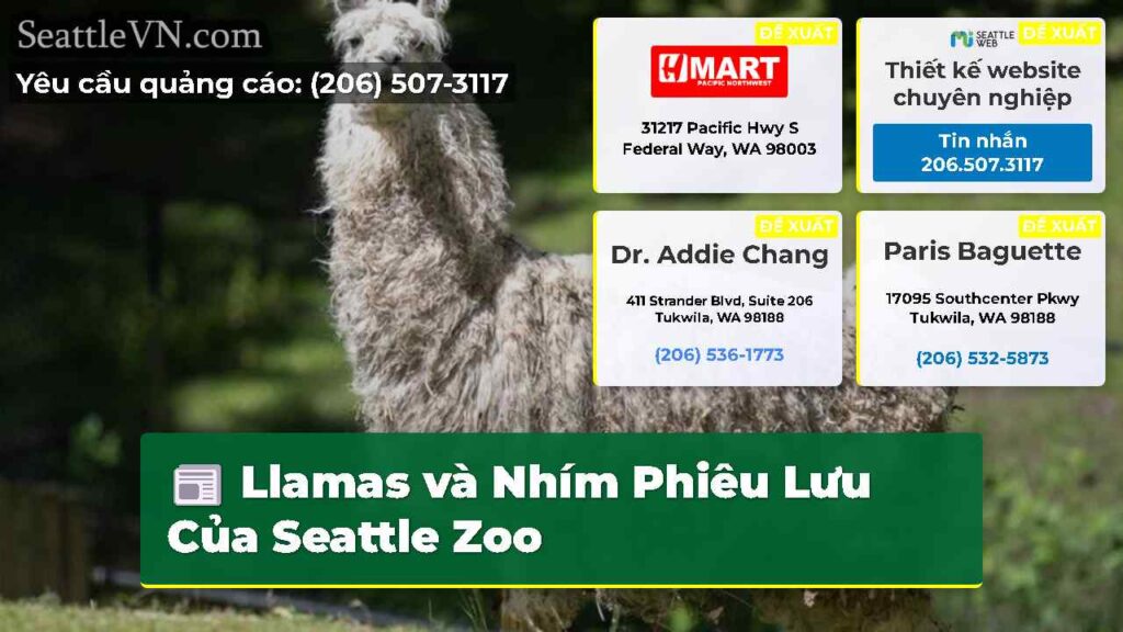 Llamas và Nhím Phiêu Lưu Của Seattle Zoo