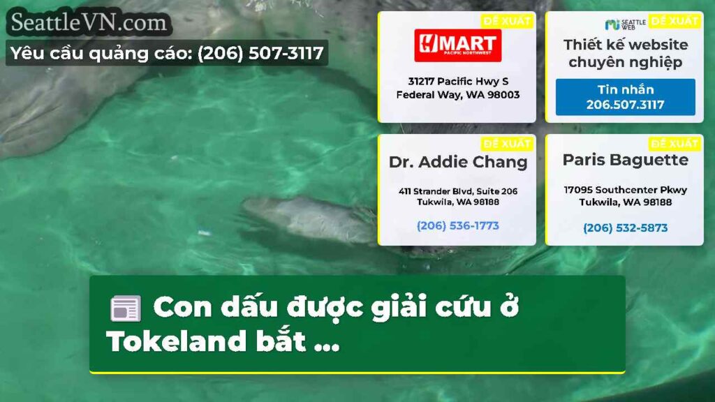 Con dấu được giải cứu ở Tokeland bắt ...